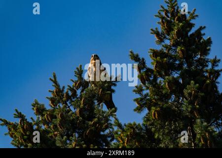 Falco dalla gola bianca (Buteo albigula) seduto sulla cima di un albero Foto Stock