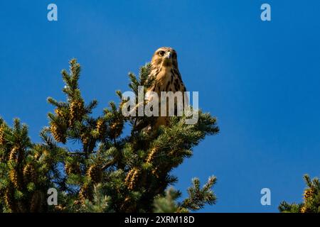 Falco dalla gola bianca (Buteo albigula) seduto sulla cima di un albero Foto Stock