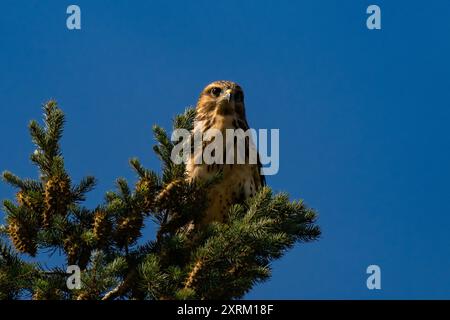 Falco dalla gola bianca (Buteo albigula) seduto sulla cima di un albero Foto Stock