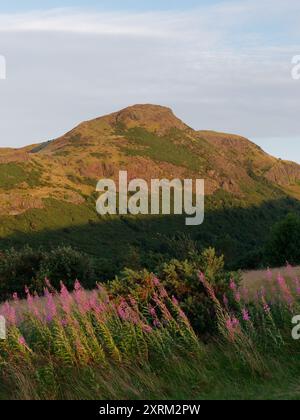 Guardando verso ArthursSeat da Salisbury Crags a Edimburgo, capitale della Scozia, 10 agosto 2024 Foto Stock