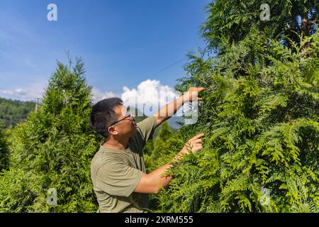 (240811) -- CHONGQING, 11 agosto 2024 (Xinhua) -- Un membro del personale della base di ricerca Thuja sutchuenensis della riserva naturale nazionale di Xuebaoshan controlla le condizioni delle sementi di Thuja sutchuenensis presso la base di ricerca nel distretto di Kaizhou, Chongqing, 7 agosto 2024. La specie Wild Thuja sutchuenensis è una specie di gymnosperm in via di estinzione endemica della Cina e sottoposta a protezione nazionale di prima classe. Nel 1998, l'Unione internazionale per la conservazione della natura dichiarò Thuja sutchuenensis estinta, ma la specie fu riscoperta nella contea di Chengkou nel 1999. Attualmente, il numero di adulti selvatici Foto Stock