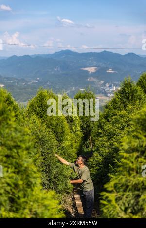 (240811) -- CHONGQING, 11 agosto 2024 (Xinhua) -- Un membro del personale della base di ricerca Thuja sutchuenensis della riserva naturale nazionale di Xuebaoshan controlla le condizioni delle sementi di Thuja sutchuenensis presso la base di ricerca nel distretto di Kaizhou, Chongqing, 7 agosto 2024. La specie Wild Thuja sutchuenensis è una specie di gymnosperm in via di estinzione endemica della Cina e sottoposta a protezione nazionale di prima classe. Nel 1998, l'Unione internazionale per la conservazione della natura dichiarò Thuja sutchuenensis estinta, ma la specie fu riscoperta nella contea di Chengkou nel 1999. Attualmente, il numero di adulti selvatici Foto Stock