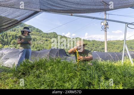 (240811) -- CHONGQING, 11 agosto 2024 (Xinhua) -- i membri del personale della base di ricerca Thuja sutchuenensis della riserva naturale nazionale di Xuebaoshan controllano le condizioni di crescita delle piantine di Thuja sutchuenensis presso la base di ricerca nel distretto di Kaizhou, Chongqing, nella Cina sudoccidentale, 7 agosto 2024. La specie Wild Thuja sutchuenensis è una specie di gymnosperm in via di estinzione endemica della Cina e sottoposta a protezione nazionale di prima classe. Nel 1998, l'Unione internazionale per la conservazione della natura dichiarò Thuja sutchuenensis estinta, ma la specie fu riscoperta nella contea di Chengkou nel 1999. Attualmente, il numero di Foto Stock