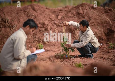 (240811) -- CHONGQING, 11 agosto 2024 (Xinhua) -- i membri del personale della base di ricerca Thuja sutchuenensis della riserva naturale nazionale di Xuebaoshan registrano le piantine di Thuja sutchuenensis dopo il trapianto in una base forestale nella contea di Mangkam, Qamdo, regione autonoma di Xizang, a sud-ovest della Cina, 5 giugno 2024. La specie Wild Thuja sutchuenensis è una specie di gymnosperm in via di estinzione endemica della Cina e sottoposta a protezione nazionale di prima classe. Nel 1998, l'Unione internazionale per la conservazione della natura dichiarò Thuja sutchuenensis estinta, ma la specie fu riscoperta nella contea di Chengkou nel 1999. A p Foto Stock