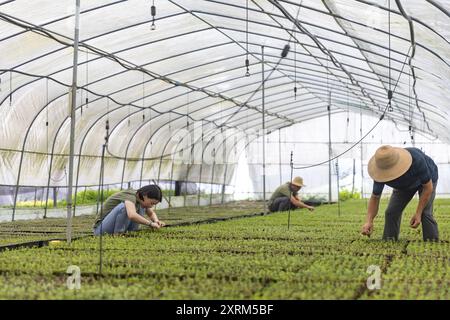 (240811) -- CHONGQING, 11 agosto 2024 (Xinhua) -- i membri del personale della base di ricerca Thuja sutchuenensis della riserva naturale nazionale di Xuebaoshan eliminano le erbacce tra le piantine di Thuja sutchuenensis presso la base di ricerca nel distretto di Kaizhou, Chongqing, nella Cina sudoccidentale, 7 agosto 2024. La specie Wild Thuja sutchuenensis è una specie di gymnosperm in via di estinzione endemica della Cina e sottoposta a protezione nazionale di prima classe. Nel 1998, l'Unione internazionale per la conservazione della natura dichiarò Thuja sutchuenensis estinta, ma la specie fu riscoperta nella contea di Chengkou nel 1999. Attualmente, il numero di adul selvatici Foto Stock