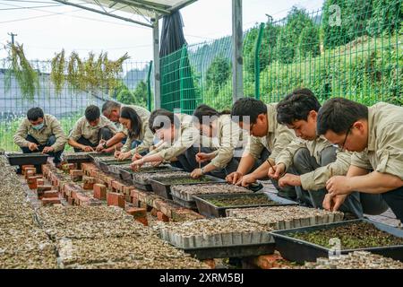 (240811) -- CHONGQING, 11 agosto 2024 (Xinhua) -- membri del personale della base di ricerca Thuja sutchuenensis di Xuebaoshan National Nature Reserve trapianto Thuja sutchuenensis presso la base di ricerca nel distretto di Kaizhou, Chongqing, nella Cina sud-occidentale, 26 aprile 2024. La specie Wild Thuja sutchuenensis è una specie di gymnosperm in via di estinzione endemica della Cina e sottoposta a protezione nazionale di prima classe. Nel 1998, l'Unione internazionale per la conservazione della natura dichiarò Thuja sutchuenensis estinta, ma la specie fu riscoperta nella contea di Chengkou nel 1999. Attualmente, il numero di Thuja su adulti selvatici Foto Stock