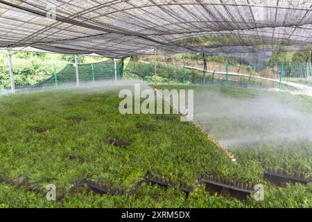 (240811) -- CHONGQING, 11 agosto 2024 (Xinhua) -- irrorazione automatica Waters Thuja sutchuenensis Seedlings presso la base di ricerca Thuja sutchuenensis della riserva naturale nazionale Xuebaoshan nel distretto di Kaizhou, Chongqing, sud-occidentale della Cina, 7 agosto 2024. La specie Wild Thuja sutchuenensis è una specie di gymnosperm in via di estinzione endemica della Cina e sottoposta a protezione nazionale di prima classe. Nel 1998, l'Unione internazionale per la conservazione della natura dichiarò Thuja sutchuenensis estinta, ma la specie fu riscoperta nella contea di Chengkou nel 1999. Attualmente, il numero di esemplari adulti selvatici di Thuja sutchuenensis pla Foto Stock