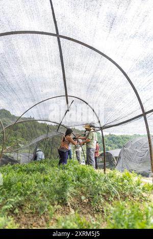 (240811) -- CHONGQING, 11 agosto 2024 (Xinhua) -- i membri del personale della base di ricerca Thuja sutchuenensis della riserva naturale nazionale di Xuebaoshan costruiscono un parasole per le piantine di Thuja sutchuenensis presso la base di ricerca nel distretto di Kaizhou, Chongqing, nella Cina sud-occidentale, 7 agosto 2024. La specie Wild Thuja sutchuenensis è una specie di gymnosperm in via di estinzione endemica della Cina e sottoposta a protezione nazionale di prima classe. Nel 1998, l'Unione internazionale per la conservazione della natura dichiarò Thuja sutchuenensis estinta, ma la specie fu riscoperta nella contea di Chengkou nel 1999. Attualmente, il numero di adulti selvatici Foto Stock