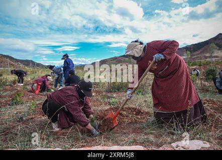 (240811) -- CHONGQING, 11 agosto 2024 (Xinhua) -- i lavoratori trapiantano piantine Thuja sutchuenensis in una base forestale nella contea di Mangkam, Qamdo, regione autonoma di Xizang, nel sud-ovest della Cina, 5 giugno 2024. La specie Wild Thuja sutchuenensis è una specie di gymnosperm in via di estinzione endemica della Cina e sottoposta a protezione nazionale di prima classe. Nel 1998, l'Unione internazionale per la conservazione della natura dichiarò Thuja sutchuenensis estinta, ma la specie fu riscoperta nella contea di Chengkou nel 1999. Attualmente, il numero di piante adulte selvatiche di Thuja sutchuenensis nel mondo è inferiore a 10.000, e lo sono solo Foto Stock