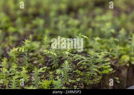 (240811) -- CHONGQING, 11 agosto 2024 (Xinhua) -- le piantine Thuja sutchuenensis si trovano presso la base di ricerca Thuja sutchuenensis della riserva naturale nazionale Xuebaoshan nel distretto di Kaizhou, Chongqing, nella Cina sud-occidentale, 7 agosto 2024. La specie Wild Thuja sutchuenensis è una specie di gymnosperm in via di estinzione endemica della Cina e sottoposta a protezione nazionale di prima classe. Nel 1998, l'Unione internazionale per la conservazione della natura dichiarò Thuja sutchuenensis estinta, ma la specie fu riscoperta nella contea di Chengkou nel 1999. Attualmente, il numero di piante adulte di Thuja sutchuenensis selvatiche nel mondo è inferiore Foto Stock