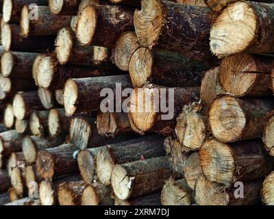 I tronchi sono ordinatamente impilati l'uno sull'altro, formando una pila Foto Stock