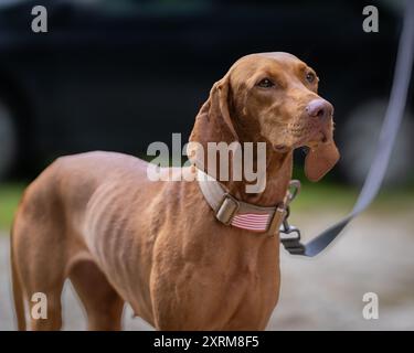 Vizsla caccia al cane che cammina in un parco. Ritratto di Vizsla, noto anche come Vizsla ungherese, Magyar Vizsla o Pointer dog ungherese. Foto Stock