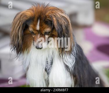 Ritratto dello spaniel bianco e rosso zibellino di Phalene o Continental Toy. Ritratto di cane con falene. Foto Stock