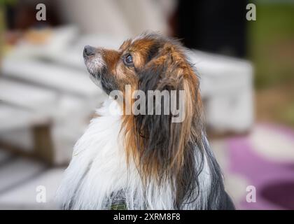 Ritratto dello spaniel bianco e rosso zibellino di Phalene o Continental Toy. Ritratto di cane con falene. Foto Stock