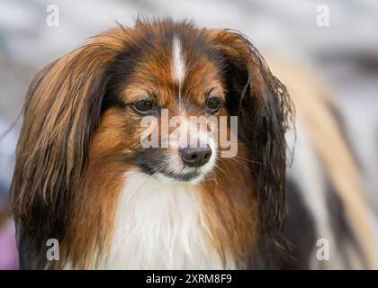 Ritratto dello spaniel bianco e rosso zibellino di Phalene o Continental Toy. Ritratto di cane con falene. Foto Stock