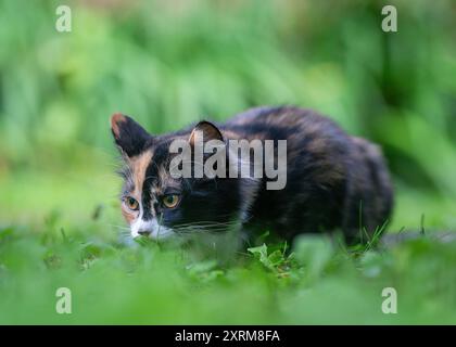 Calico gattino nascosto nell'erba. Gatto calico con rivestimento tricolore disteso sull'erba. Foto Stock