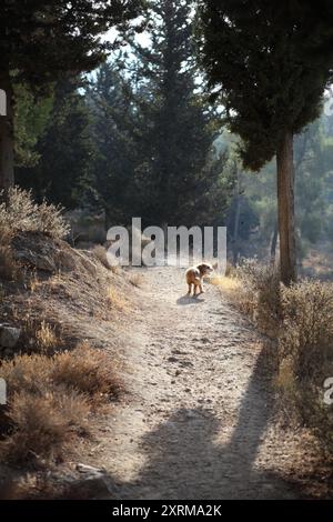 Retroilluminato dal sole il cane Terrier si erge su un sentiero nella foresta di Gerusalemme con spine e vegetazione secca su entrambi i lati e alberi di conifere dietro Foto Stock