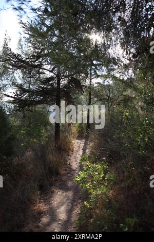 Alberi di pino o conifere retroilluminati, sentiero escursionistico e vegetazione gialla secca sui suoi lati, vista la mattina di una giornata estiva nella foresta di Gerusalemme Foto Stock