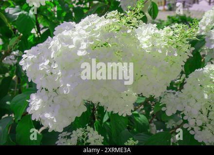 Primo piano di un sacco di piccoli fiori di ortensia bianca su uno sfondo verde di foglie, una soleggiata giornata estiva Foto Stock