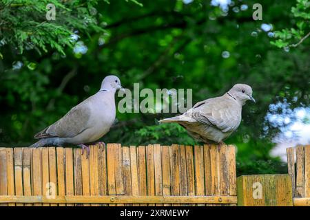 Un paio di colombe con colletto sedute su una recinzione di bambù in giardino a Bristol, Regno Unito. Concetto di stare seduti sulla recinzione. Foto Stock