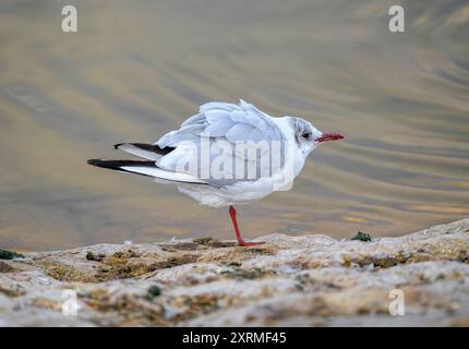 Gabbiano con testa nera e testa piumata invernale in piedi su una gamba a Chew Valley Lake, North Somserset, Regno Unito Foto Stock