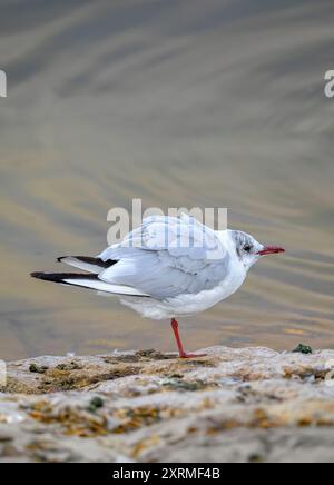 Gabbiano con testa nera e testa piumata invernale in piedi su una gamba a Chew Valley Lake, North Somserset, Regno Unito Foto Stock