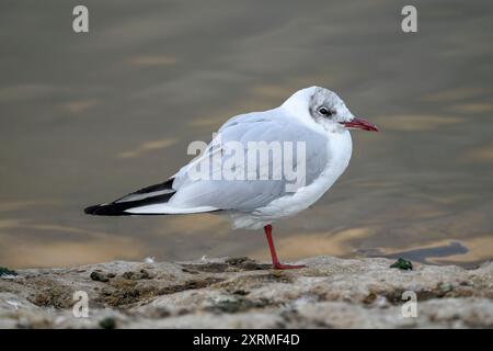 Gabbiano con testa nera e testa piumata invernale in piedi su una gamba a Chew Valley Lake, North Somserset, Regno Unito Foto Stock