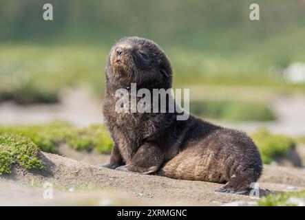 Piccolo foca in Antartide Foto Stock