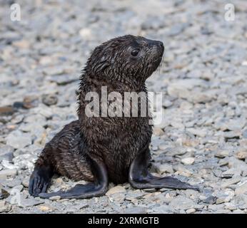 Piccolo foca in Antartide Foto Stock