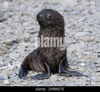 Piccolo foca in Antartide Foto Stock