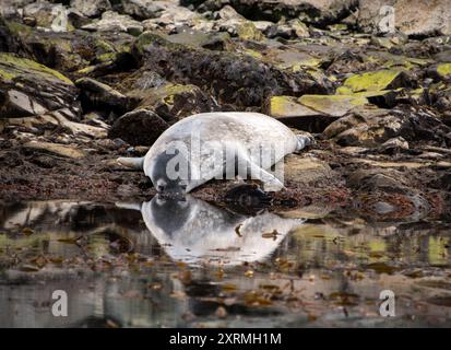 Bere la foca Weddel si riflette nell'acqua Foto Stock