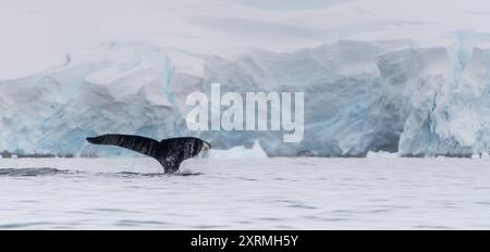 balena di fronte all'iceberg antartico Foto Stock