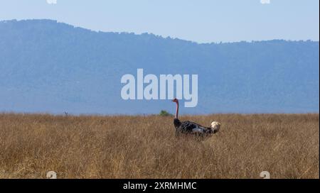 Struzzo Masai maschio che cammina nel cratere Ngoro Ngoro. Tanzania Foto Stock