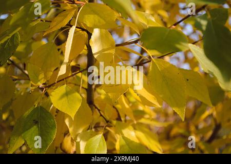 Foglie ingiallite in profondità nel fogliame di un albero in autunno Foto Stock