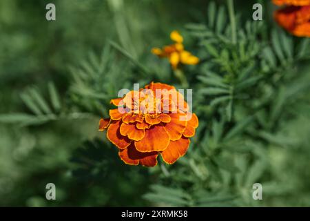 Fiori di tagete arancio su sfondo verde. Un bellissimo giardino annuale. Foto Stock