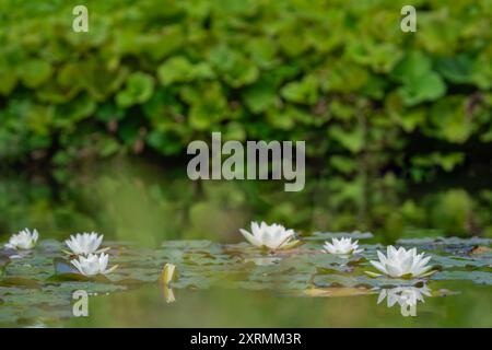 Ninfee bianche (Nymphaea alba) circondate da foglie nell'acqua di uno stagno. Ninfea alba di acqua bianca con gocce di pioggia. Foto Stock