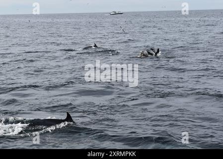 Tour di avvistamento balene di San Diego, San Diego, California Foto Stock