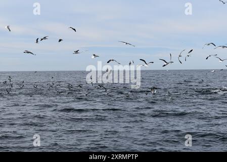 Tour di avvistamento balene di San Diego, San Diego, California Foto Stock