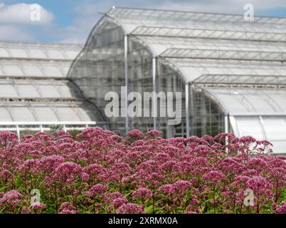 Fiori di Eumatorio rosa in primo piano, fotografati a metà estate al giardino RHS Wisley nel Surrey UK. Vetreria dietro. Foto Stock