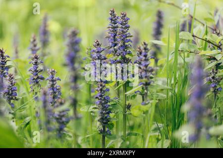 Ajuga di fiori blu o erba bugleed su prato verde. Fiore primaverile. Foto Stock