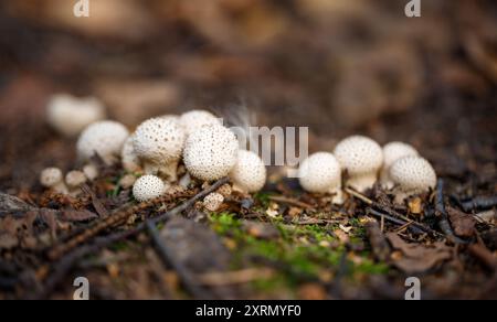 Lycoperdon perlatum nella foresta da vicino. Fungo di palla comune su fondo marrone. Foto Stock