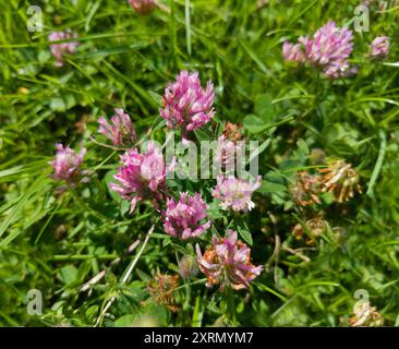 Trifoglio rosso fiori (Trifolium pratense) Foto Stock