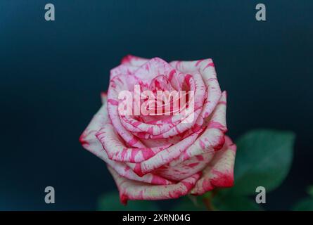 Delicata rosa bianca su sfondo nero Foto Stock