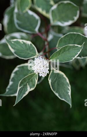 Arbusto ornamentale Cornus alba con fiori bianchi da vicino. Foto Stock