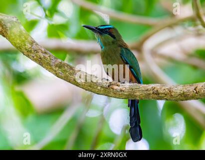 Un Motmot turchese (Eumomota superciliosa) arroccato su un ramo. Guatemala. Foto Stock