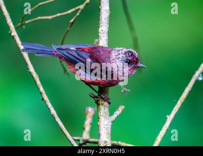 Un colorato parrucchiere con testa rosa (Cardellina versicolor) arroccato su un ramo. Guatemala. Foto Stock