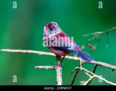 Un colorato parrucchiere con testa rosa (Cardellina versicolor) arroccato su un ramo. Guatemala. Foto Stock