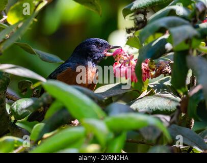 Un Flowerpiercer con panciotto alla cannella (Diglossa baritula) che si nutre di fiori. Guatemala. Foto Stock