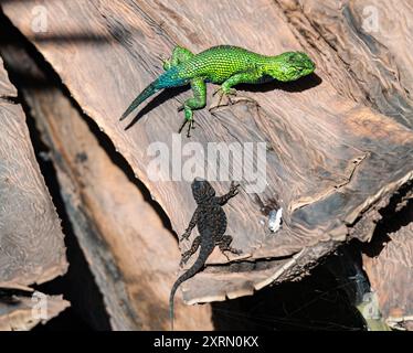 Due lucertole spinose dello Sceloporus taeniocnemis guatemaltechi che si bagnano al sole. Guatemala. Foto Stock