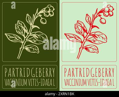 PARTRIDGEBERRY disegno vettoriale. Illustrazione disegnata a mano. Il nome latino è VACCINIUM VITIS-IDAEA L. Illustrazione Vettoriale